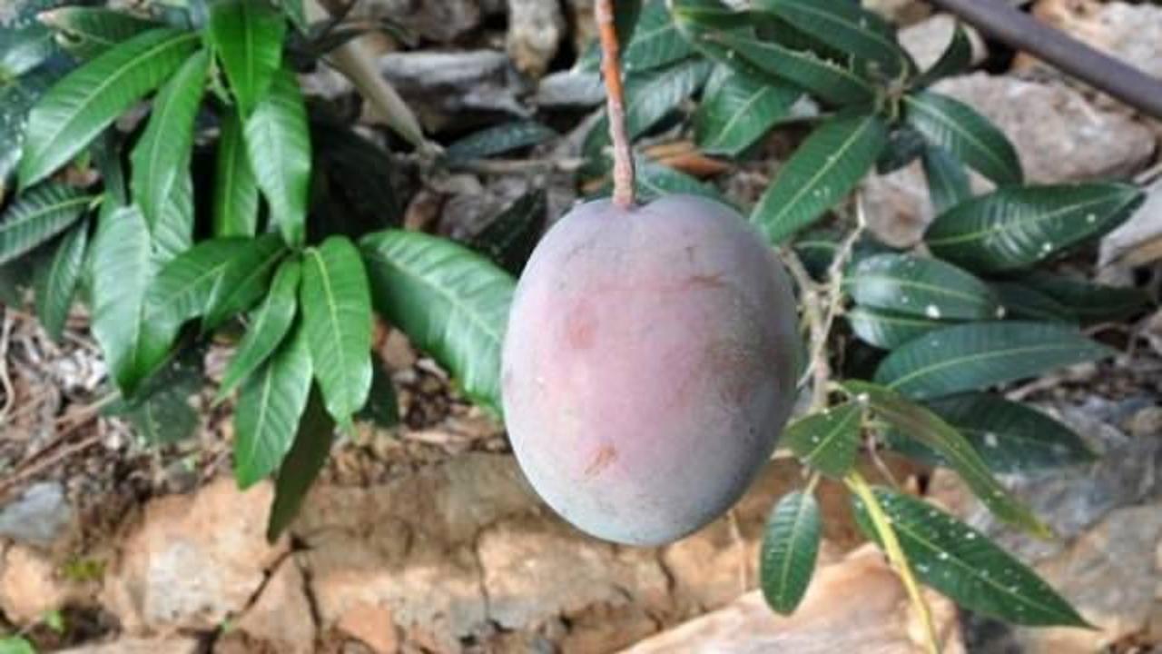 Diktiği 12 mango ağacından 45 bin lira kazandı