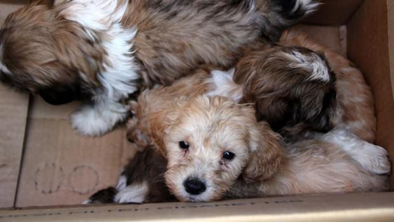 Kapıkule'de karton kutularda 14 köpek yavrusu bulundu