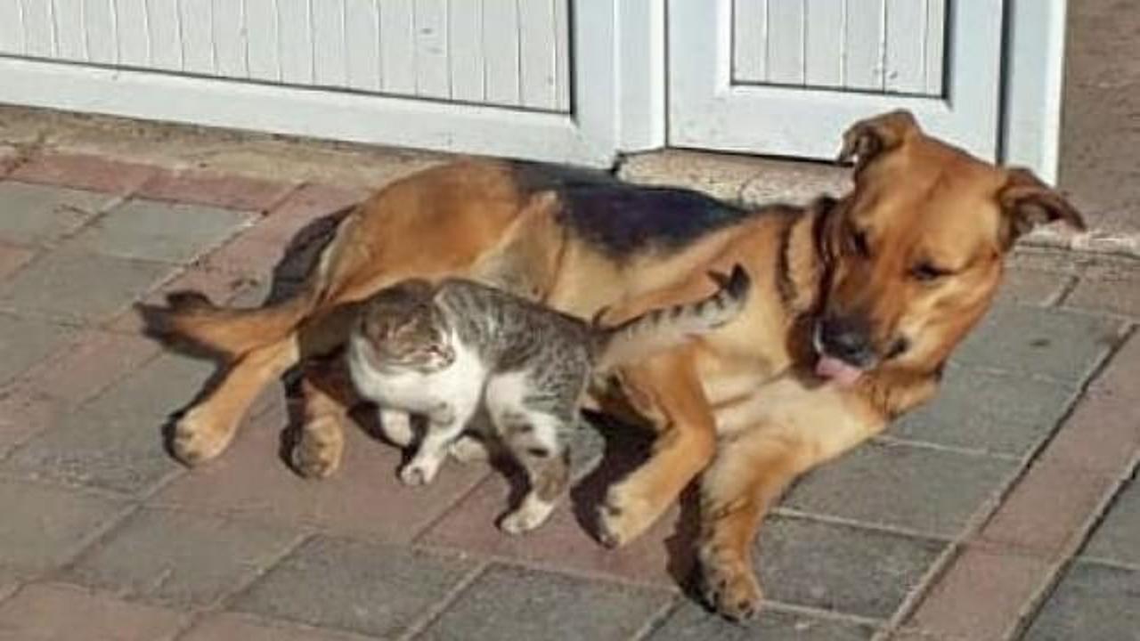 Kedi ve köpeğin dostluğu görenleri şaşırtıyor