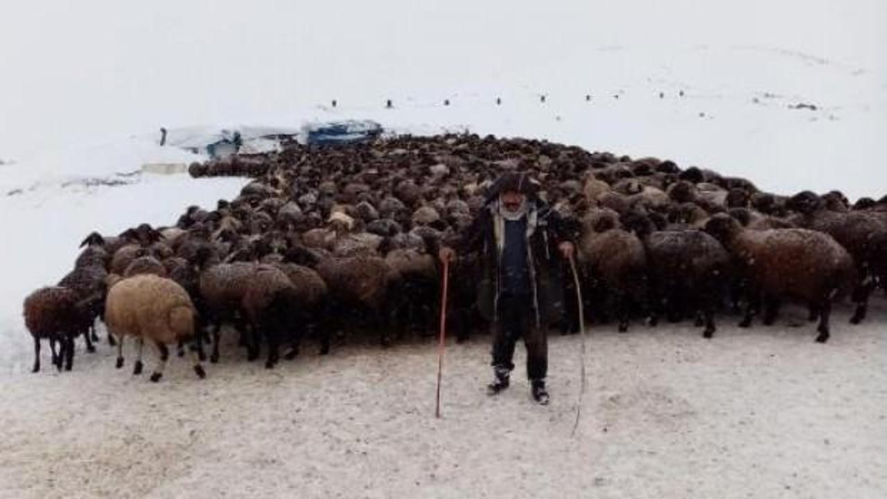 Mahsur kalan 2 bin 500 koyun kurtarıldı