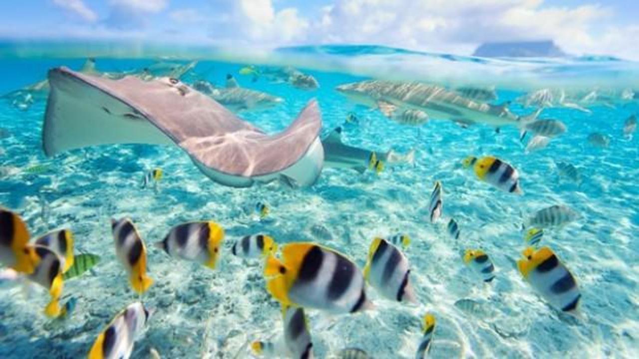 Okyanuslardaki azalan oksijen su altı yaşamını tehdit ediyor