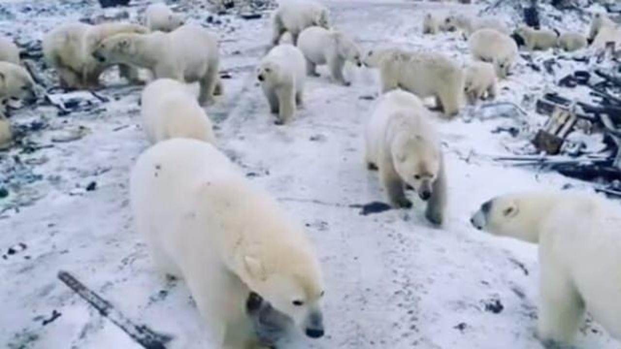 Rusya'da kutup ayısı istilası! Okullara koruma verildi