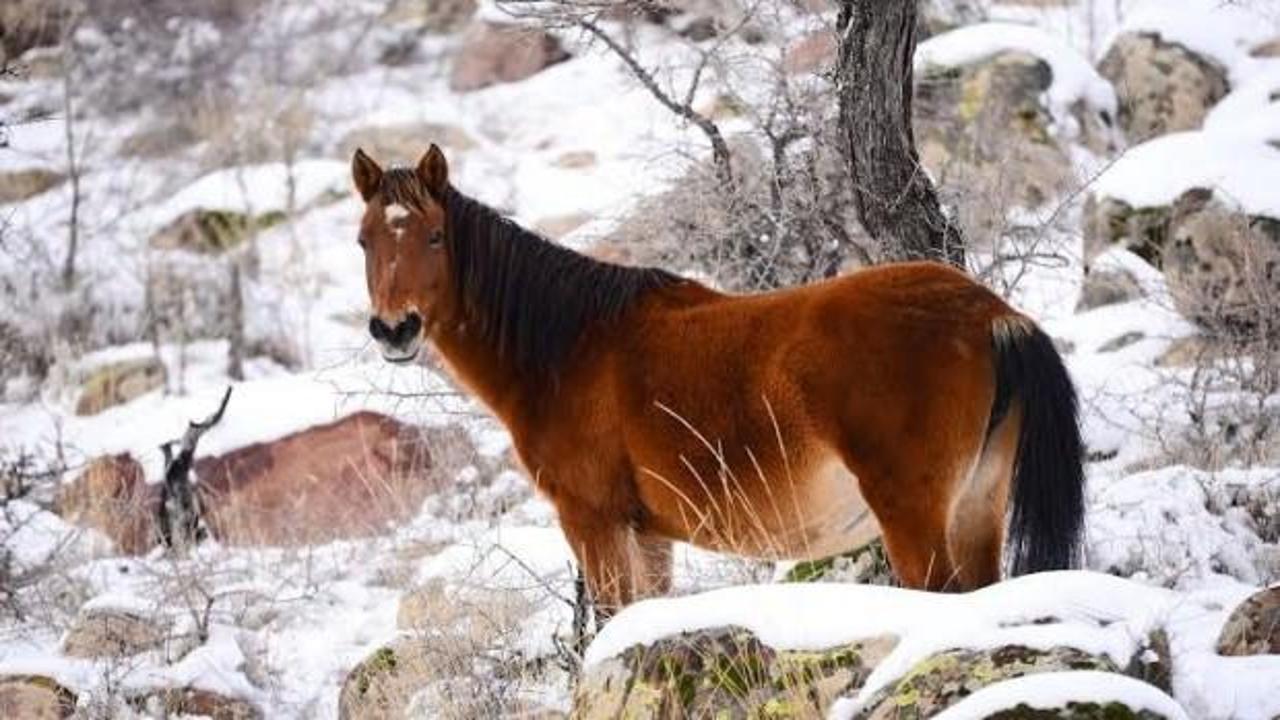 Yılkı atlarını hayatta tutan liderleri &ccedil;ıktı!