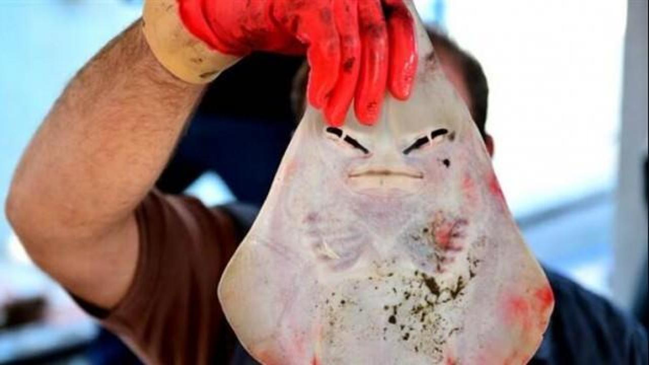 Balıkçıların yeni kabusu: İnsan yüzlü sapan balığı