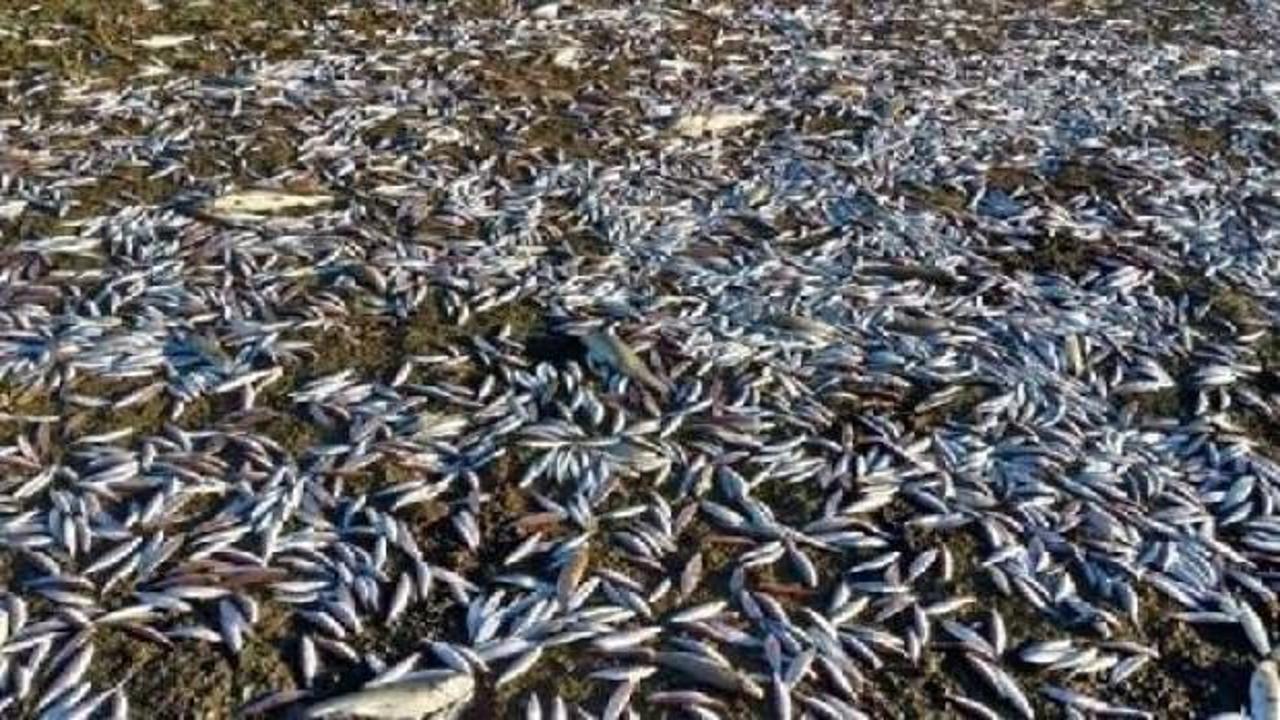 Bu g&ouml;r&uuml;nt&uuml;n&uuml;n bedeli &ccedil;ok ağır oldu