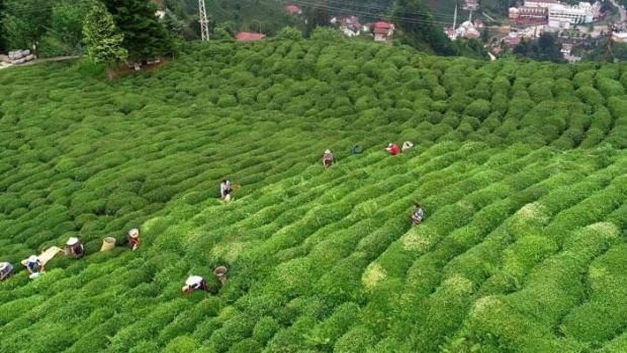 Çay ihracatından 13,2 milyon dolar gelir elde edildi