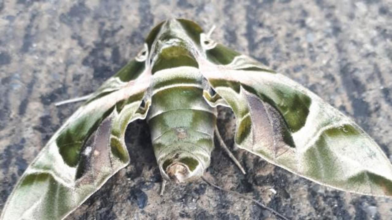 Dünyanın en hızlı kanat çırpan kelebeği Hatay'da görüntülendi