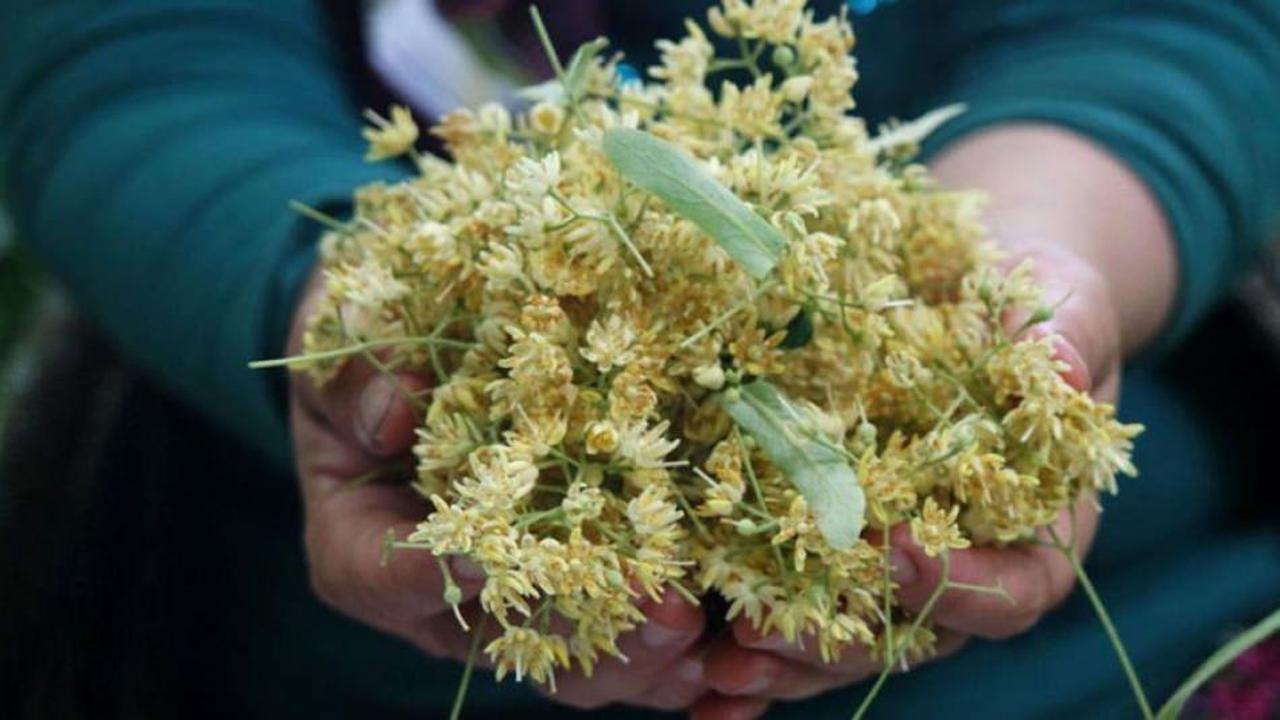 Ihlamur nasıl saklanır? Ihlamur saklamanın p&uuml;f noktaları 