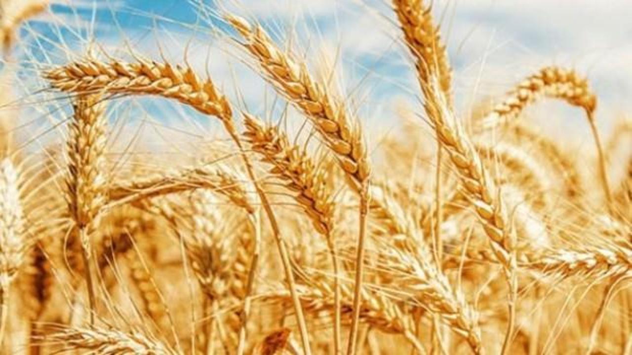 Bakanlıktan, 'sıfır gümrükle ithal buğday' açıklaması