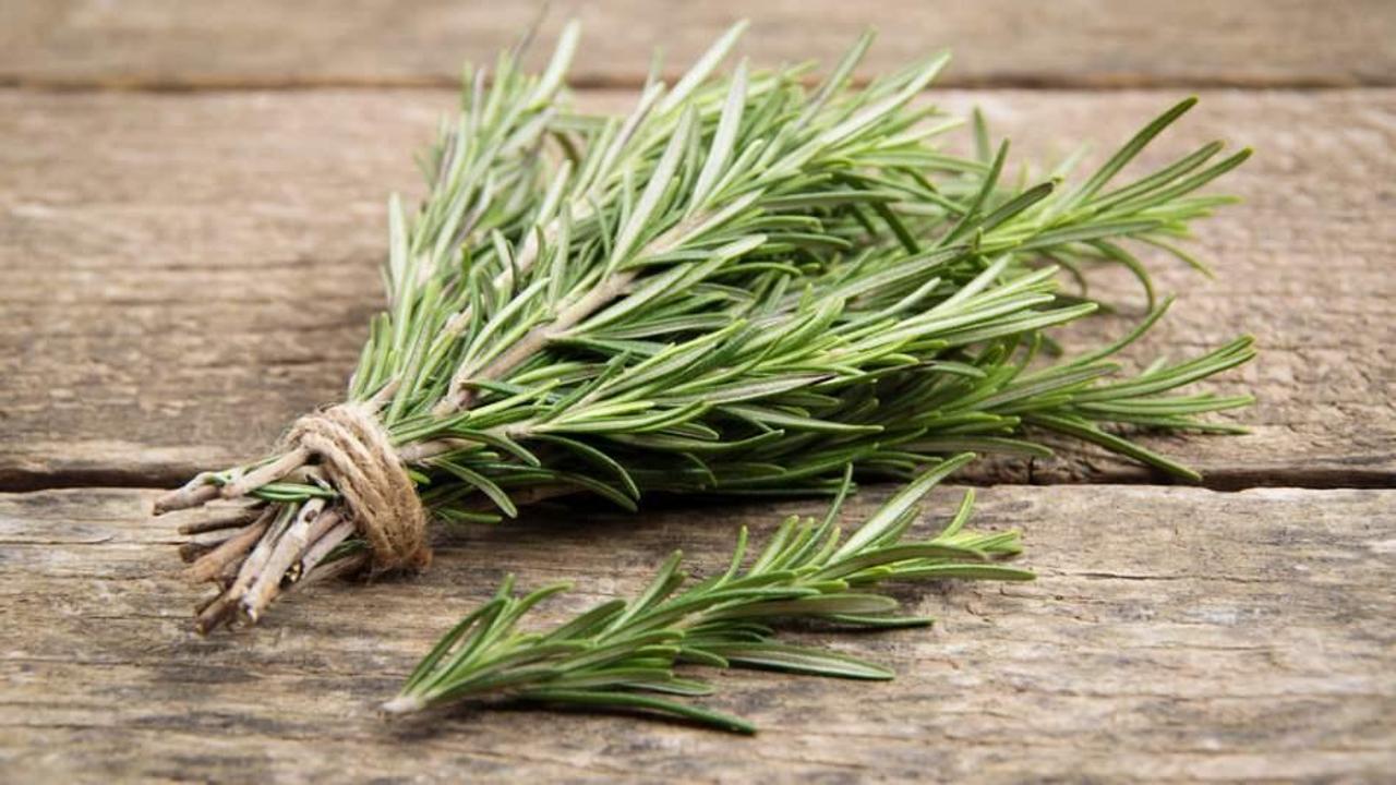 Biberiye (Kuş dili otunun) faydaları nelerdir? Biberiye (Kuş dili otunun) yağı ne işe yarıyor?