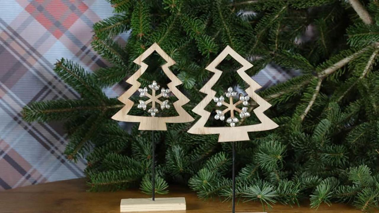 Çam ağacı bakımı nasıl olmalı? Evde bakımı kolay olan çam ağacı çeşidi