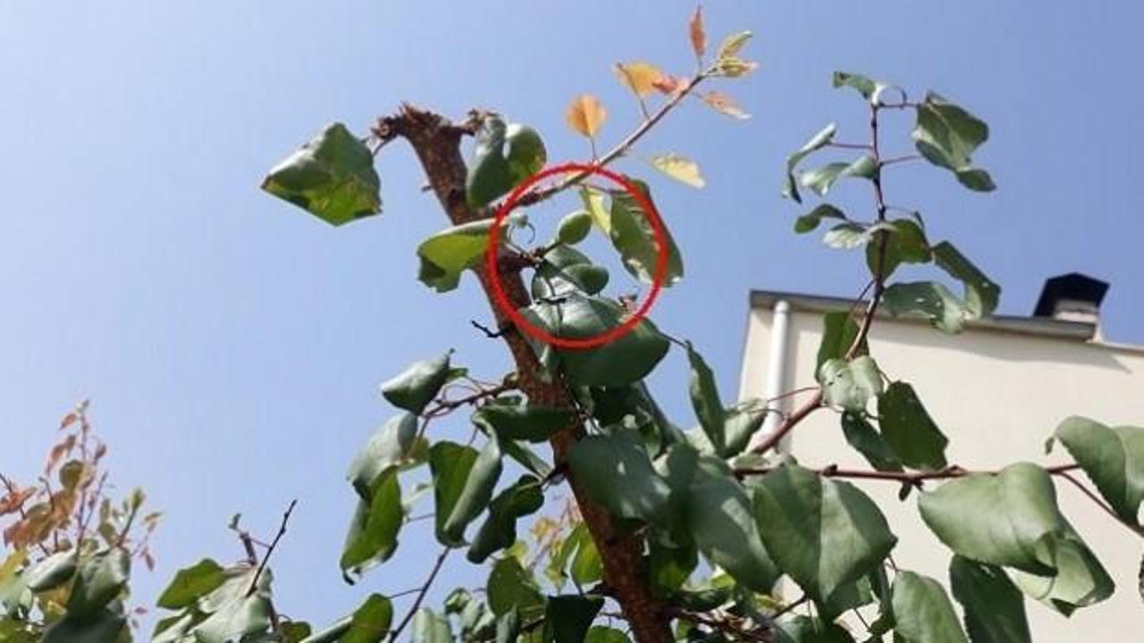 Kayısı ağacı &ccedil;i&ccedil;ek a&ccedil;ıp meyve verdi!