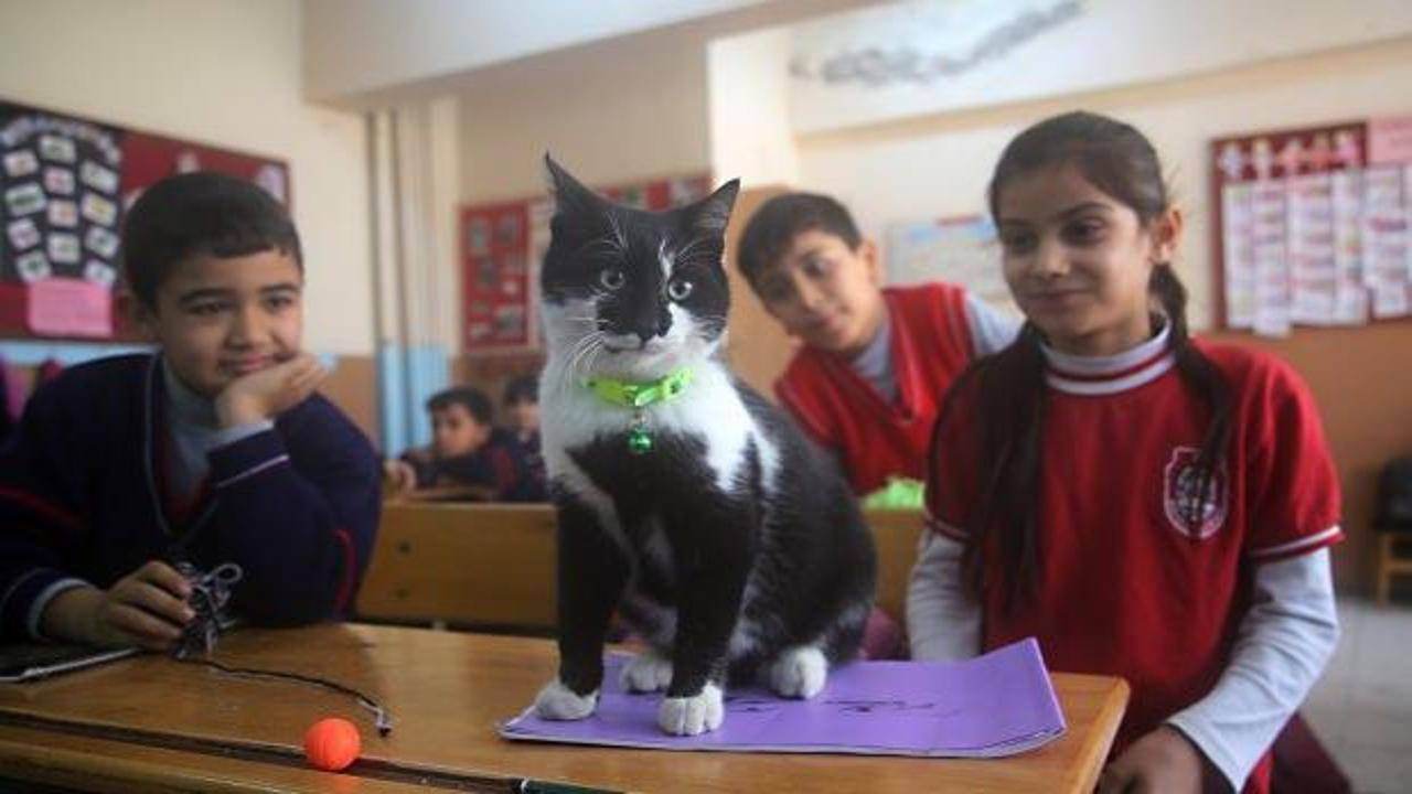 Kedi Hüsnü, okulun 860'ıncı öğrencisi oldu