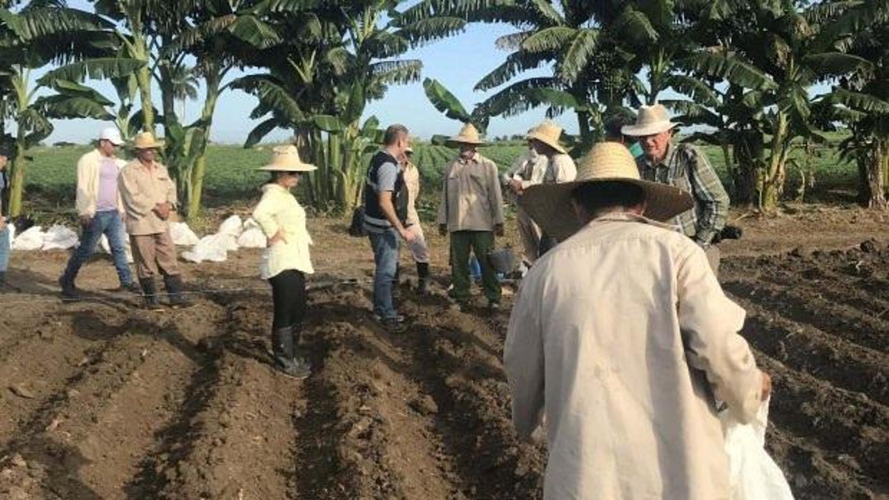 TİKA aracılığıyla yerli nohut Küba’da yetiştirilecek