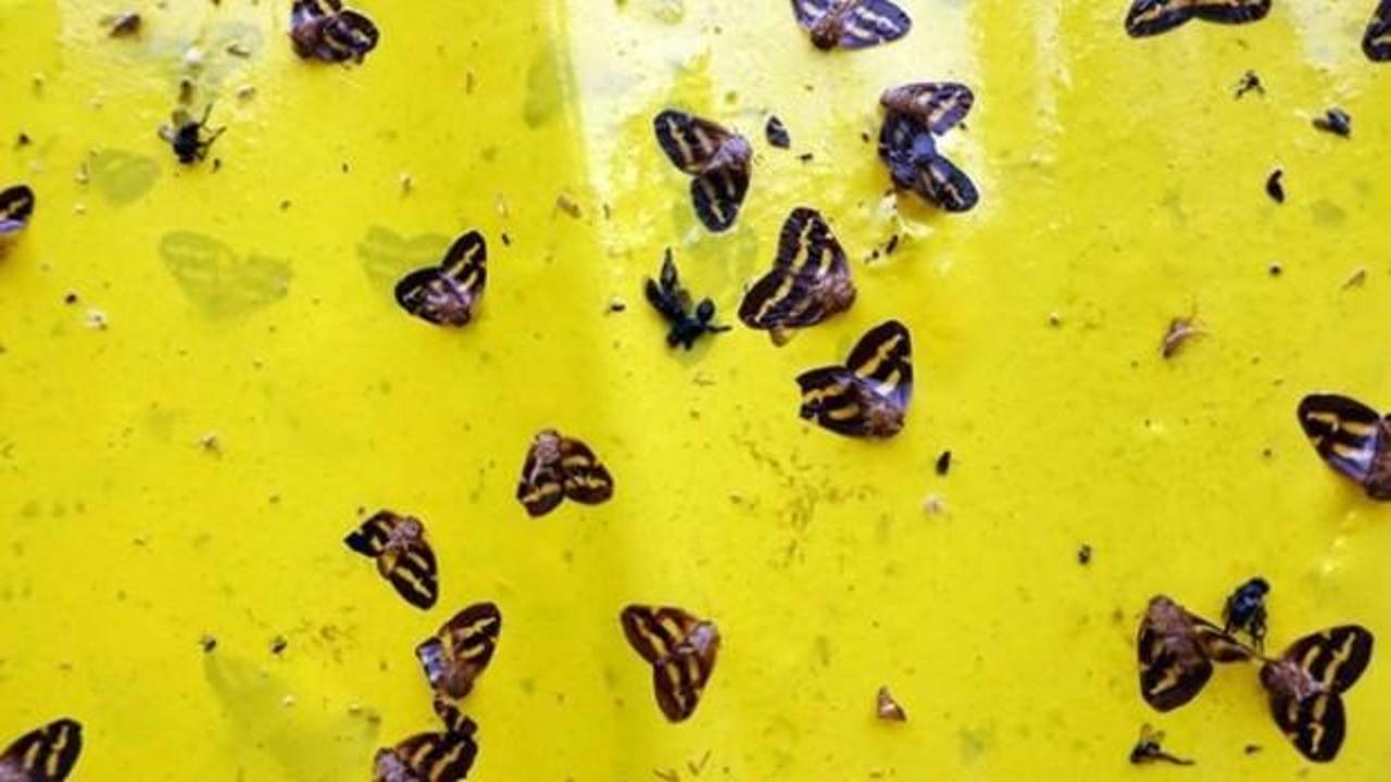 'Vampir kelebek' ile mücadele için yerli ilaç