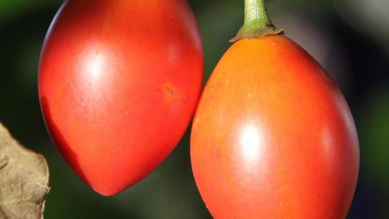 10 ağaçtan 300 kilo domates alıyor