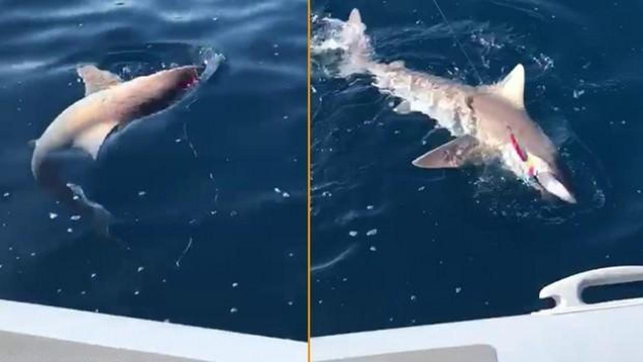 Adana&rsquo;da amat&ouml;r balık&ccedil;ıların oltasına takıldı