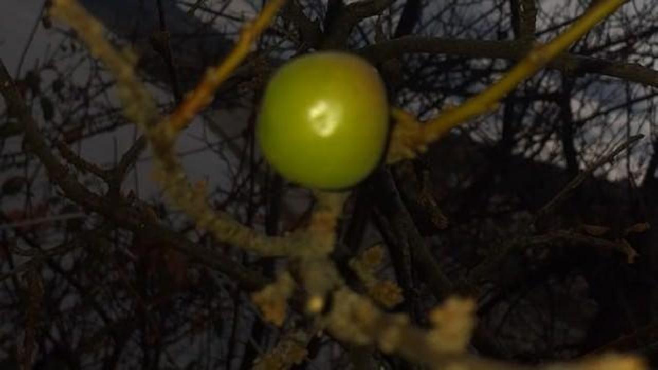 Erik ağacı Aralık ayında meyve verdi