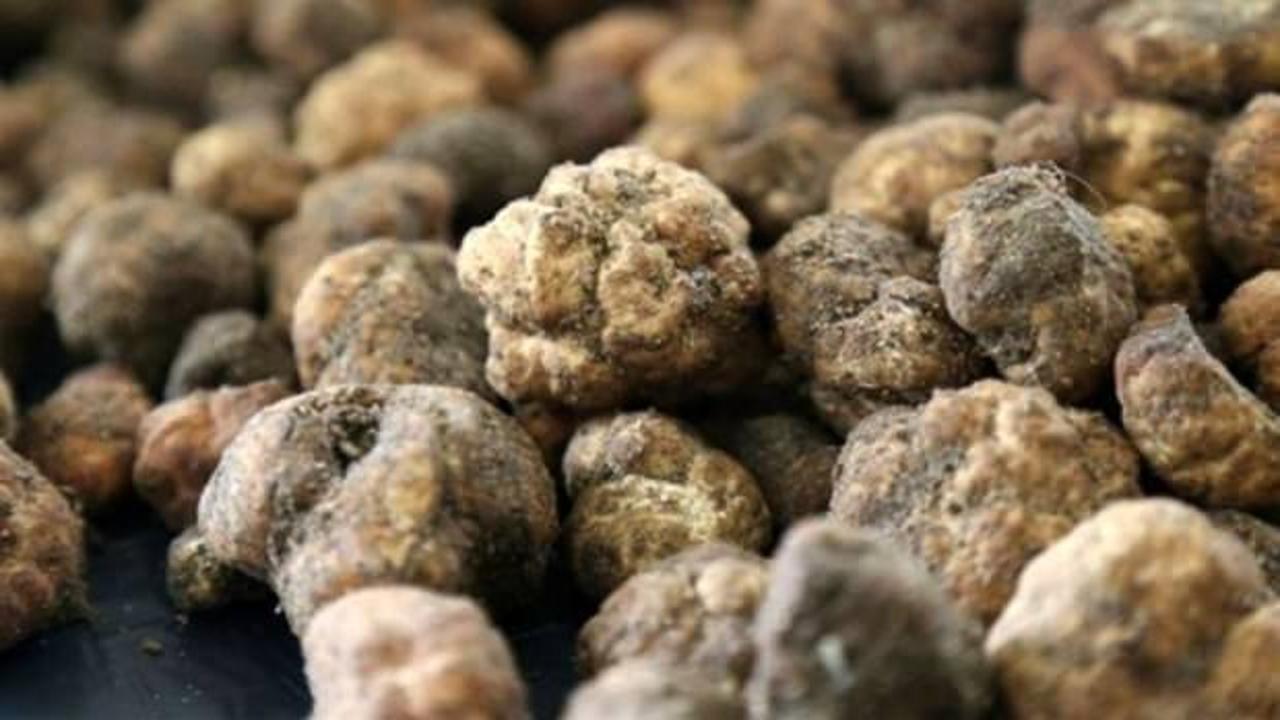 Bakanlık satacak: Kilosu 13 bin lira