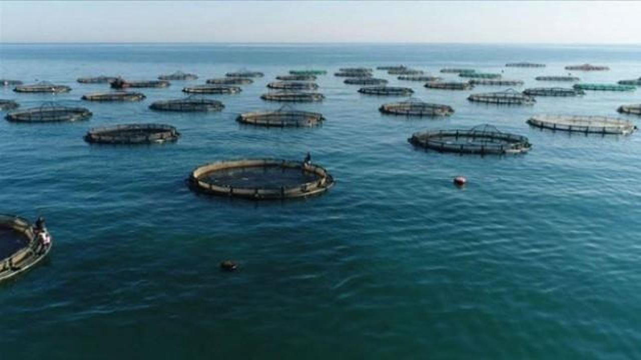 Türkiye'nin çiftlik balığı üretimi 10 yılda ikiye katlandı