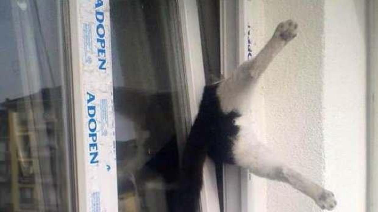 Pencerede sıkışan kediyi itfaiye kurtardı