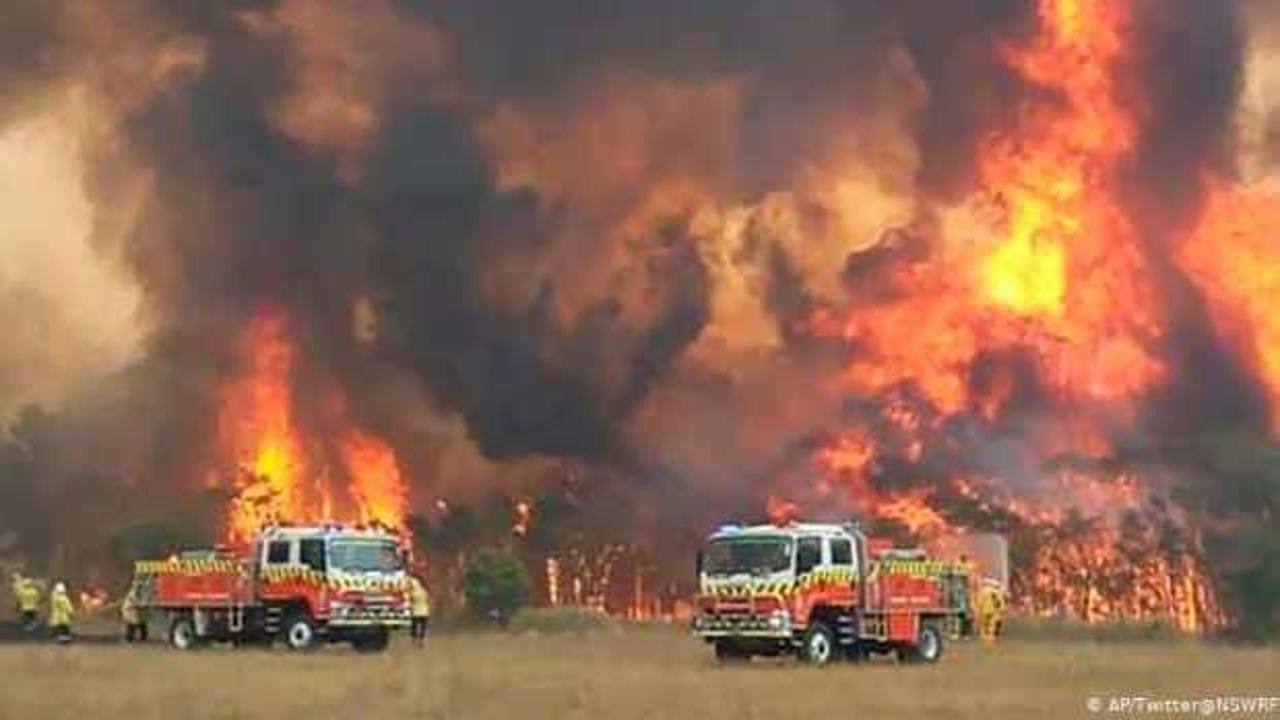 Avustralya'daki yangın korkunç bilanço: 480 milyon hayvan öldü