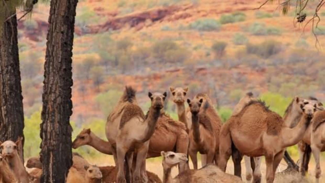Avustralya'da 10 binden fazla deve çok fazla su içtikleri için vurulacak!