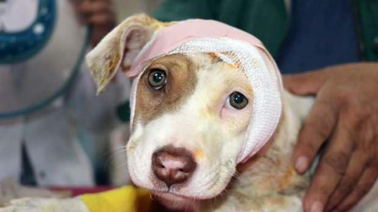 Köpeğe akılalmaz işkence! Siz insan mısınız?