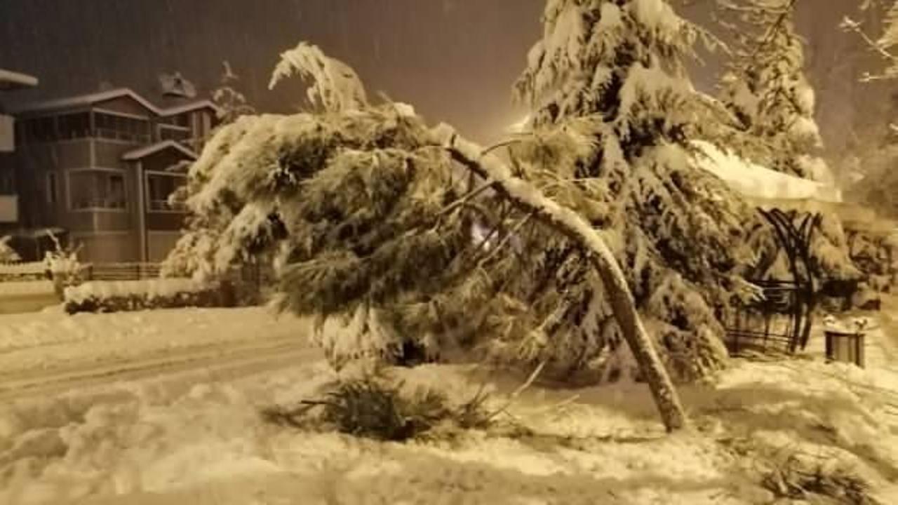 Yoğun kar yağışı ağaçları devirdi