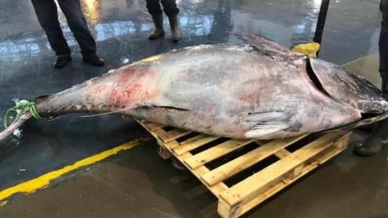 450 kilogramlık dev balık 2 saatte t&uuml;kendi!