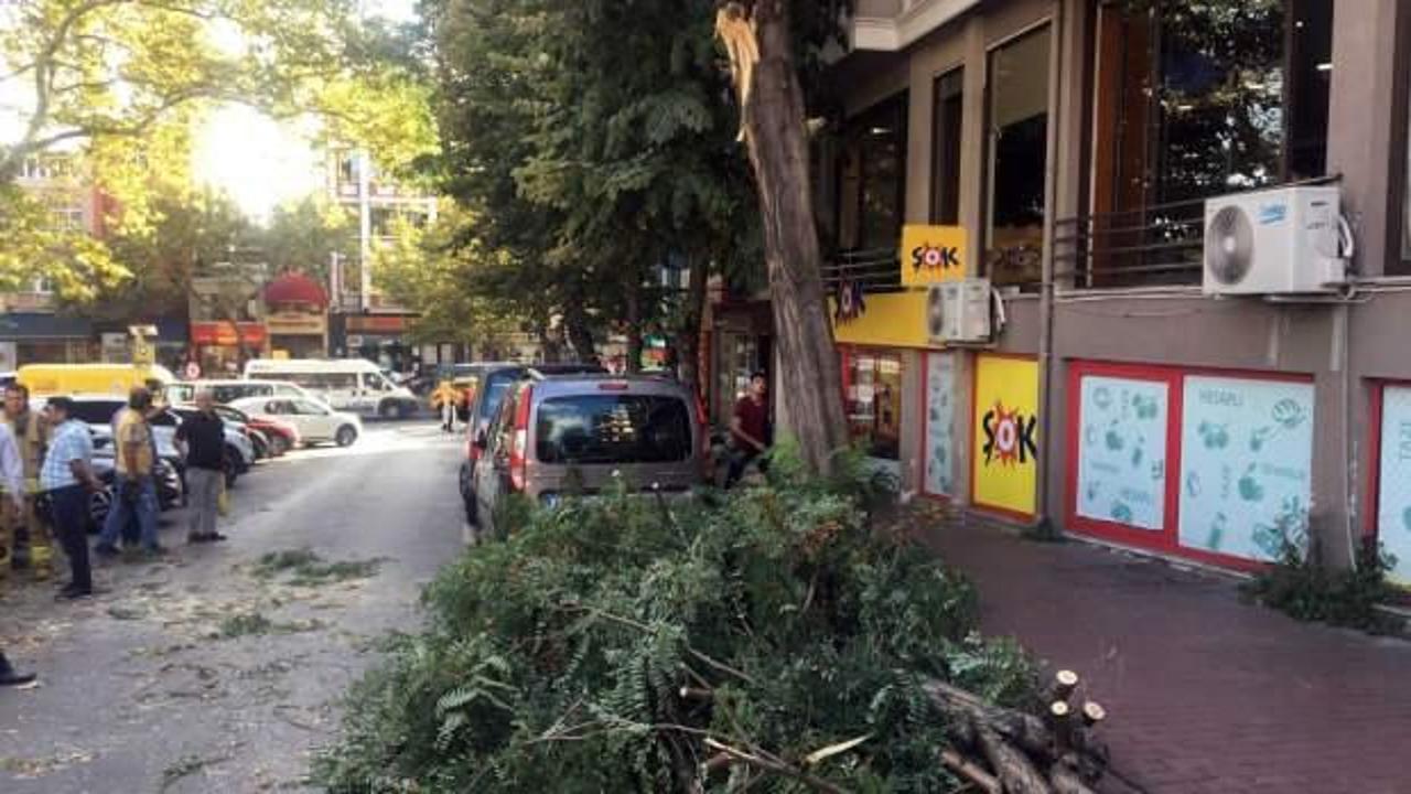 Devrilen ağaçtan belediyeden tazminat istemek mümkün