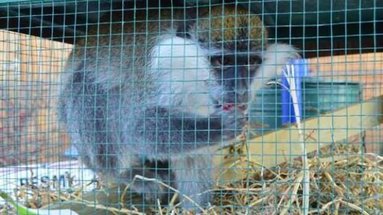 Aksaray'da şaşkına &ccedil;eviren olay! Ahırda maymun buldu