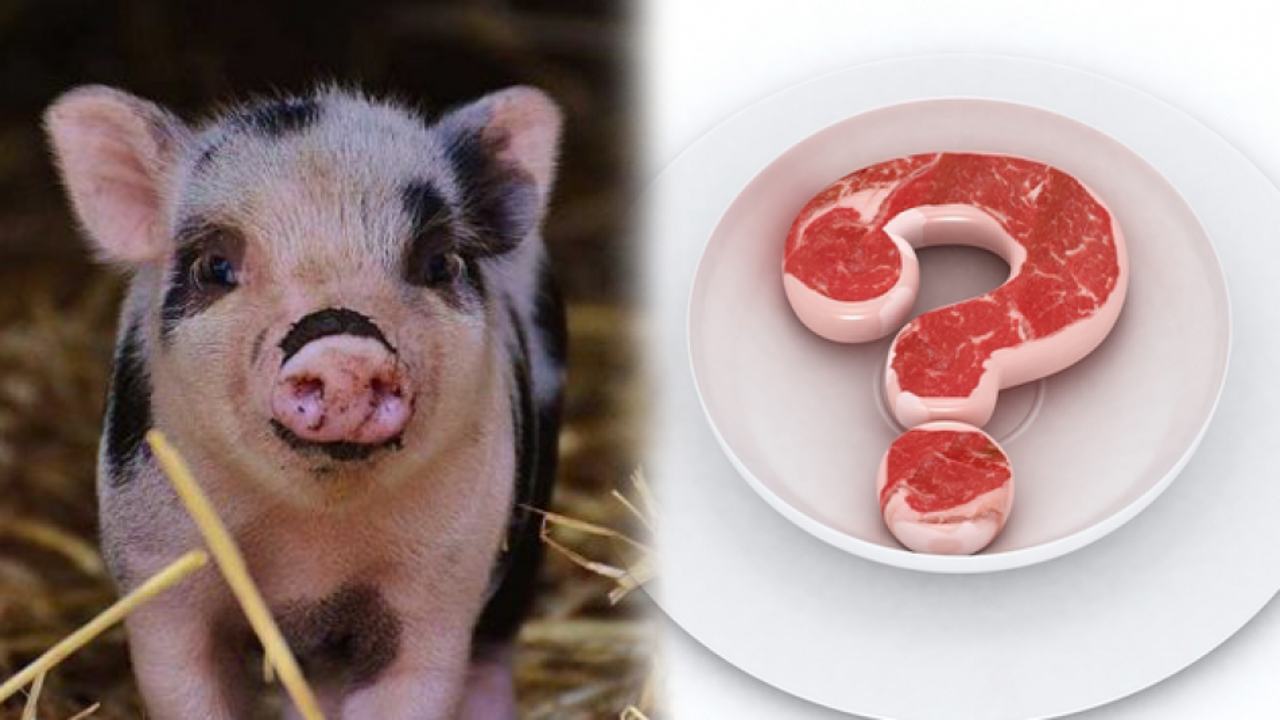 Domuz eti haram mı, domuz eti neden haramdır? Domuz eti markalarına dikkat!