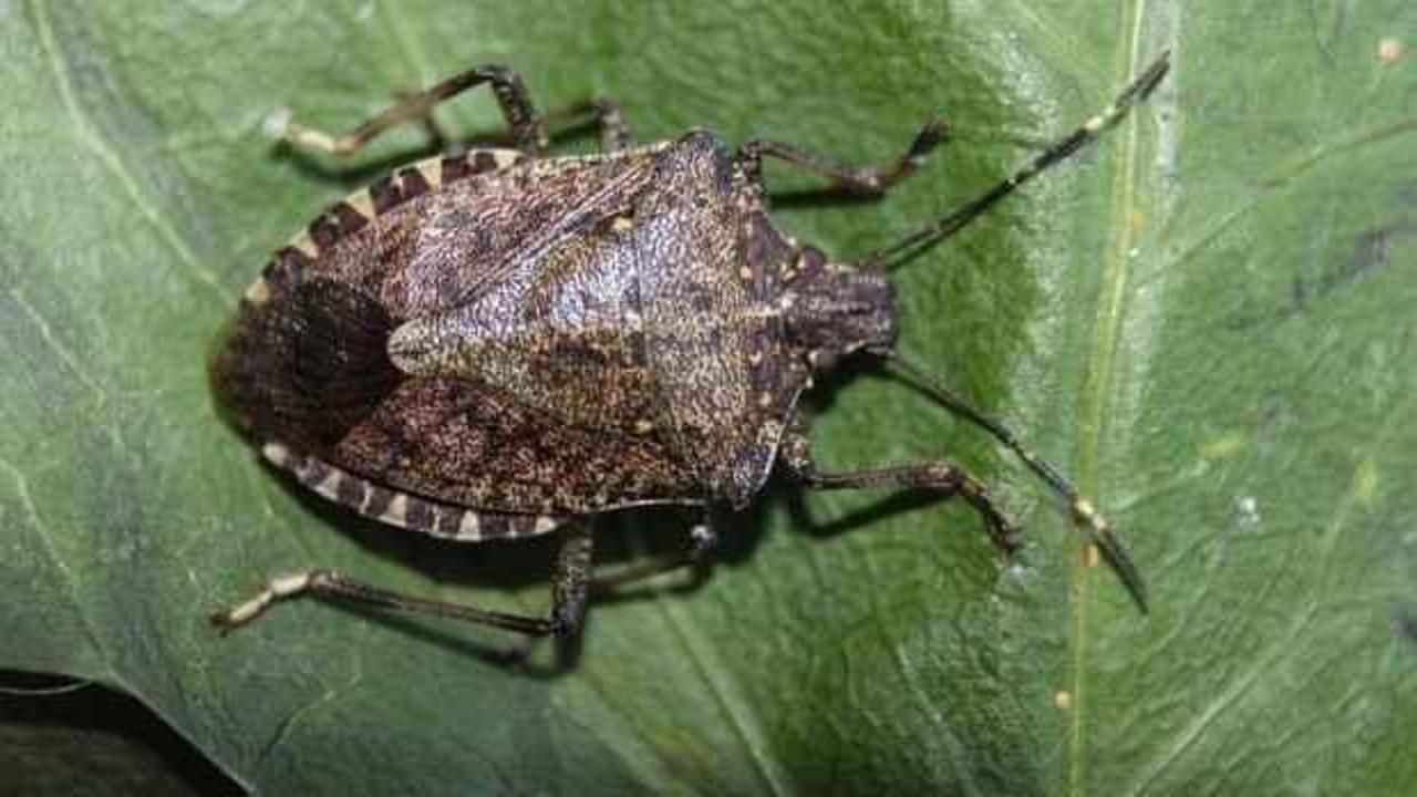 Fındıkta vampir b&ouml;cek tehlikesi!