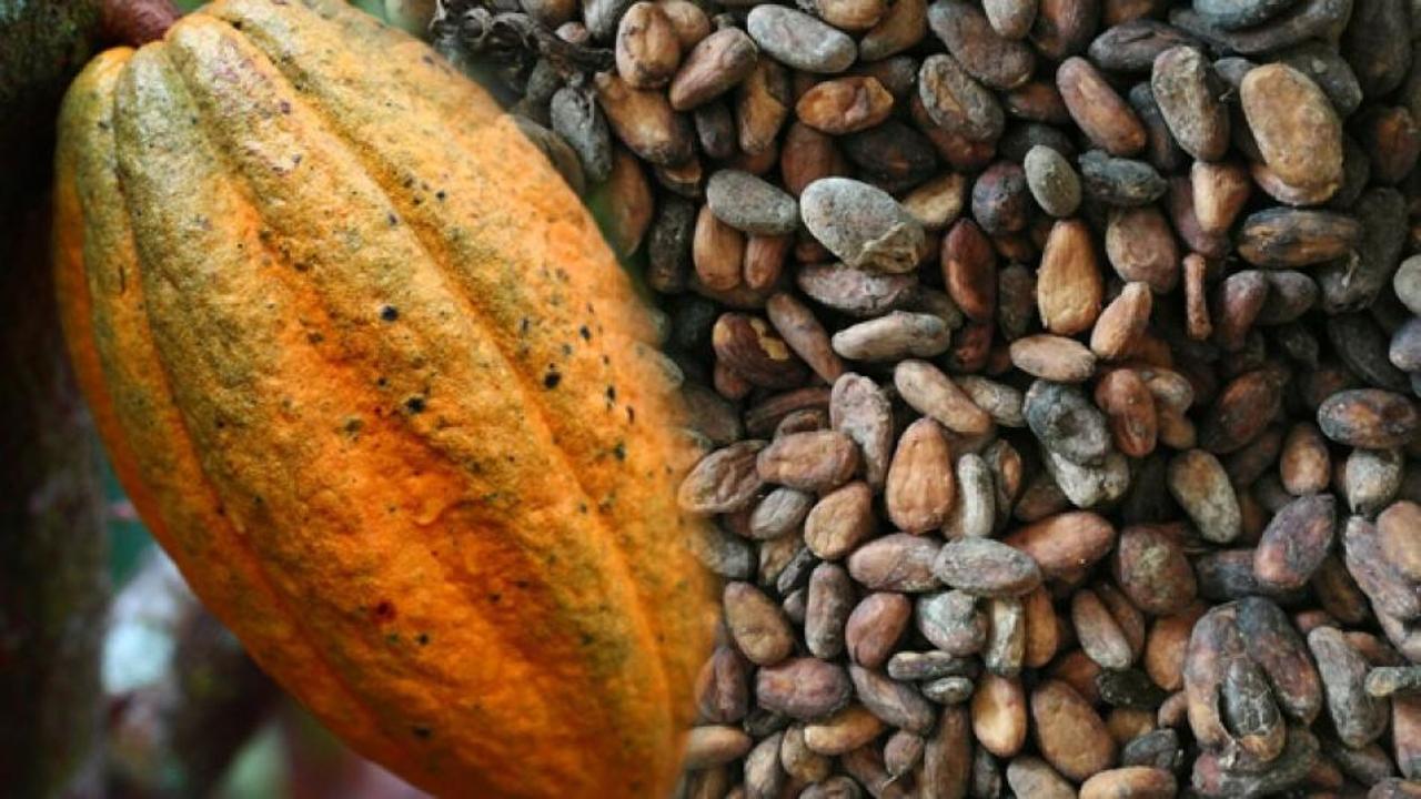 Kakaonun faydaları nelerdir? Kakao hangi hastalıklara iyi gelir?