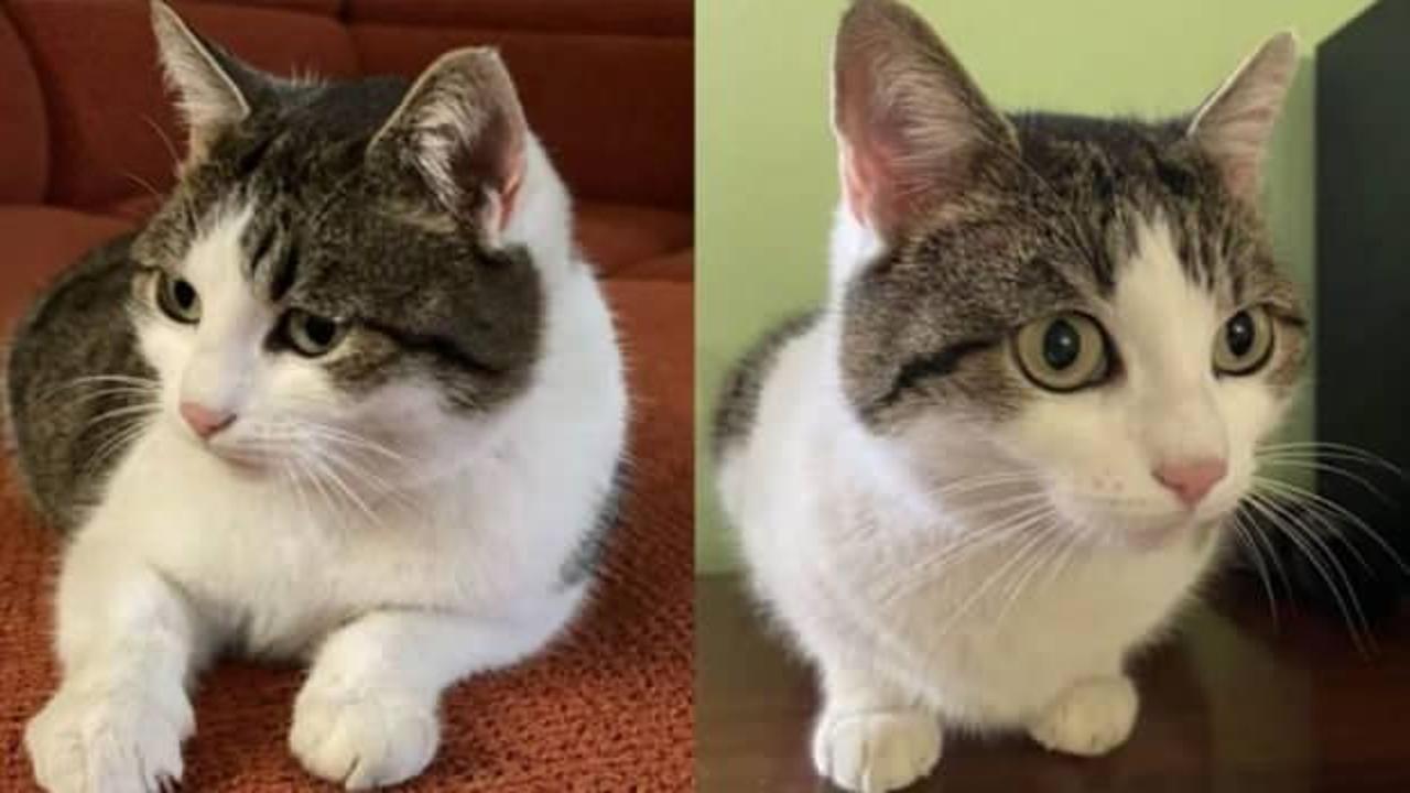 Rusya’da doğaüstü güçleri olan kedi satışa çıkarıldı! Tam 320 bin dolar
