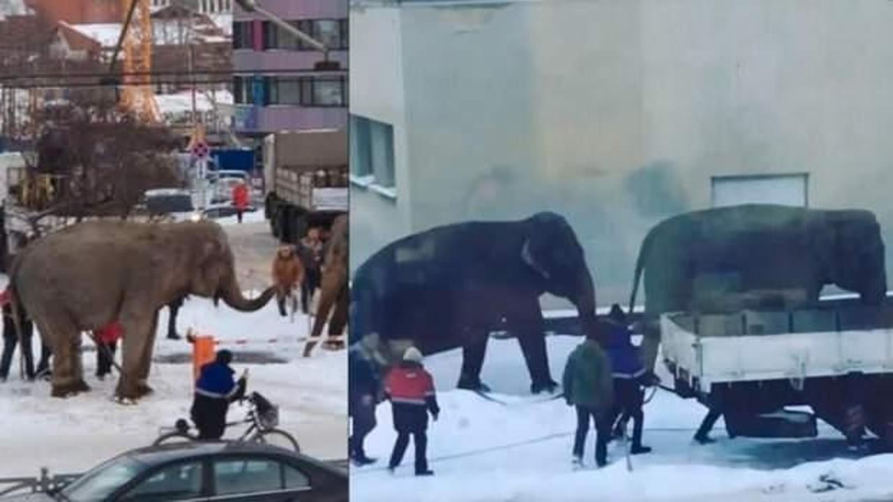 Sirkten kaçan filler Rusya sokaklarını karıştırdı