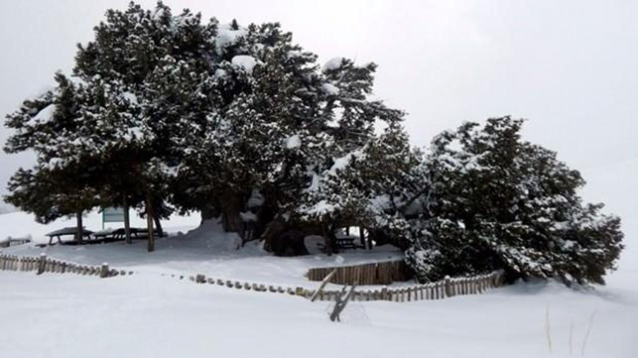 İki bin yaşındaki ağaç kar yağışına dayanamadı