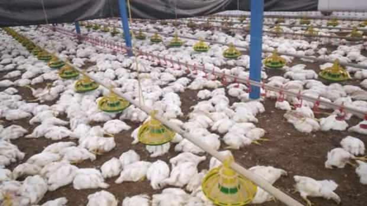 Sakarya'da havalandırma arızalandı : 27 bin 500 tavuk telef oldu