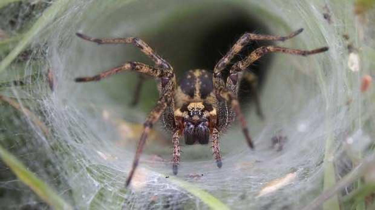 Toz fırtınası, sel, dolu ve yangın... Avustralya'da yeni alarm: Huni örümcekleri