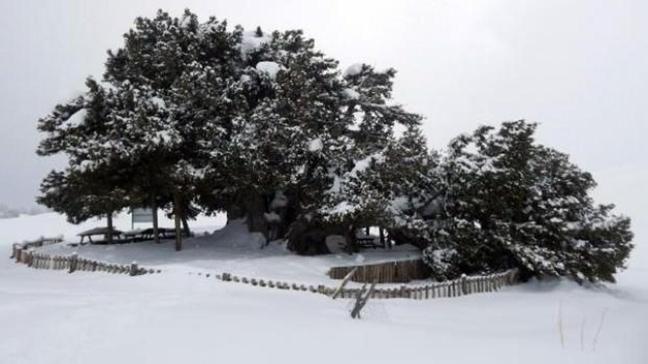 Yoğun kar, Türkiye'nin en yaşlı ağacını kırdı