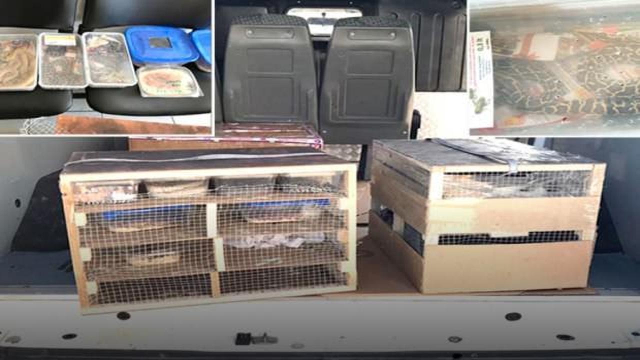 Aracı durduran jandarma şaşırdı! 21 piton yılanı...