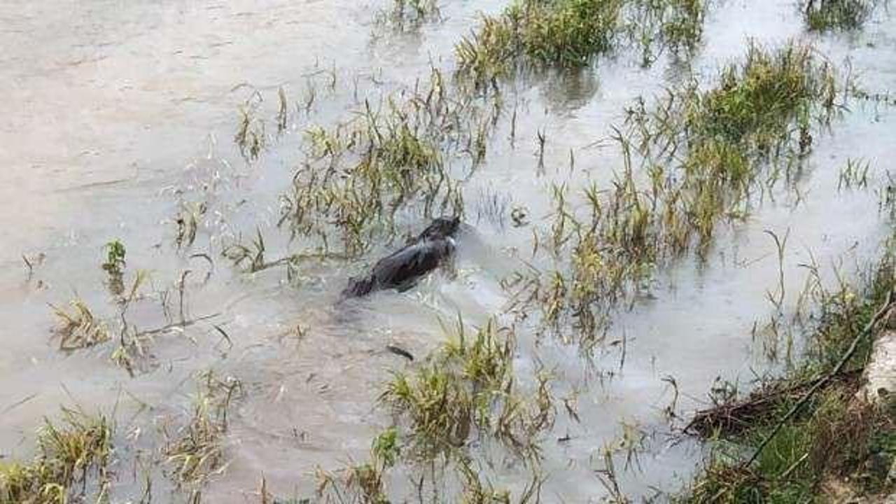 Giresun'da g&ouml;r&uuml;nt&uuml;lendi! Nesli t&uuml;keniyor