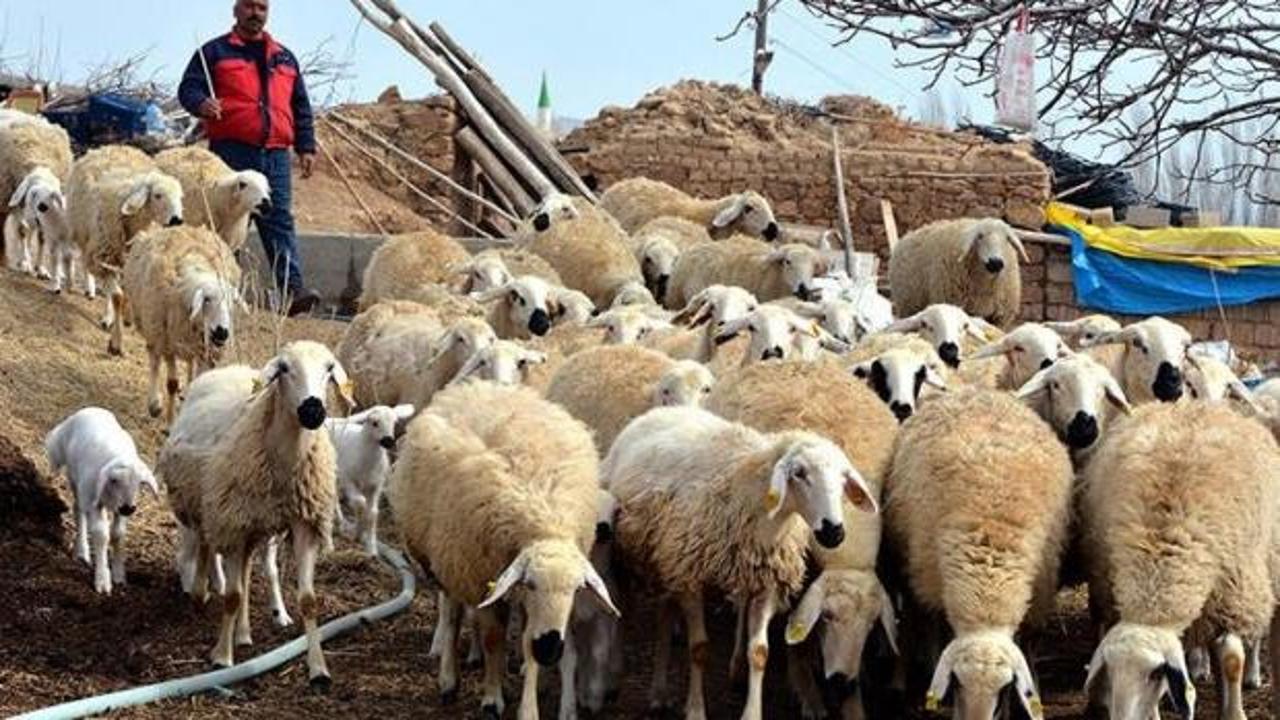 Kırşehir'de 5 yılda 481 "sertifikalı çoban" yetiştirildi