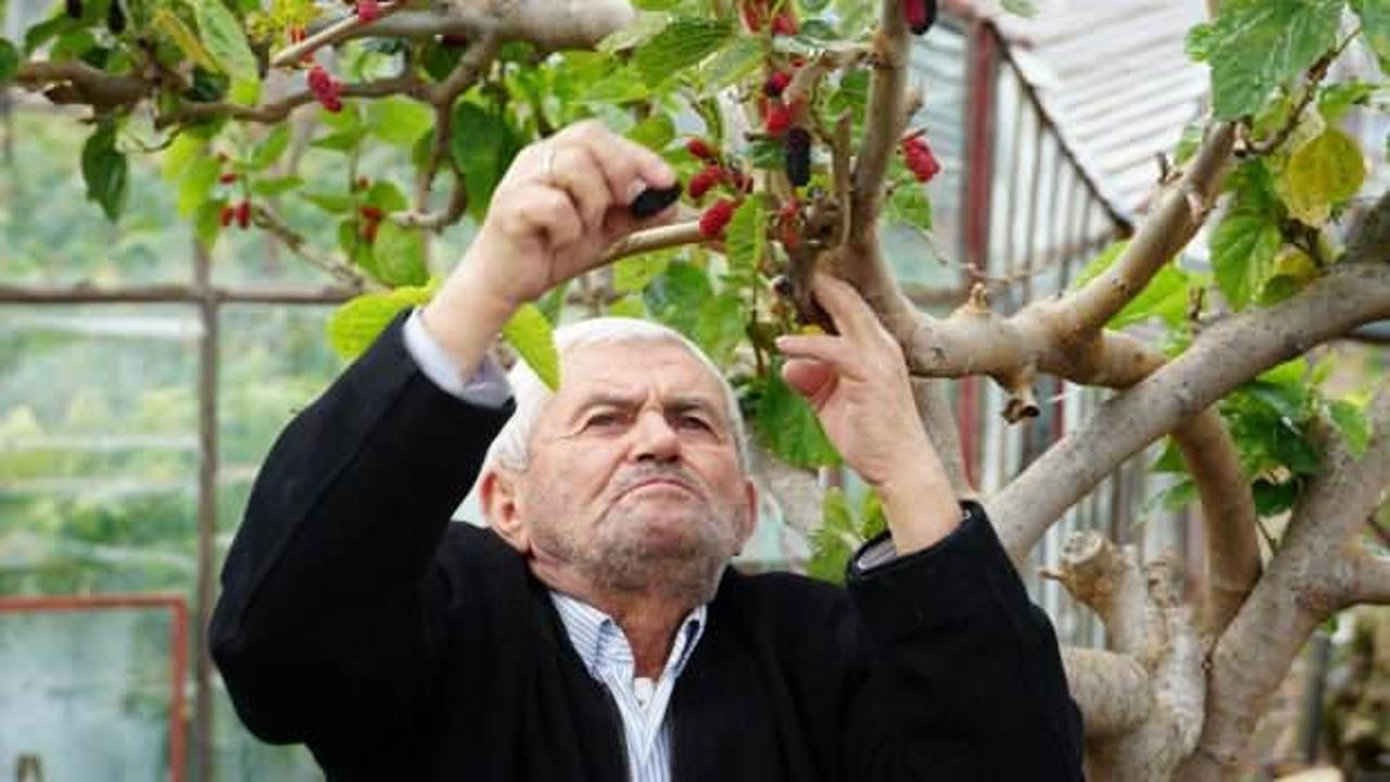 Kış ortasında dalından kırmızı dut yediler