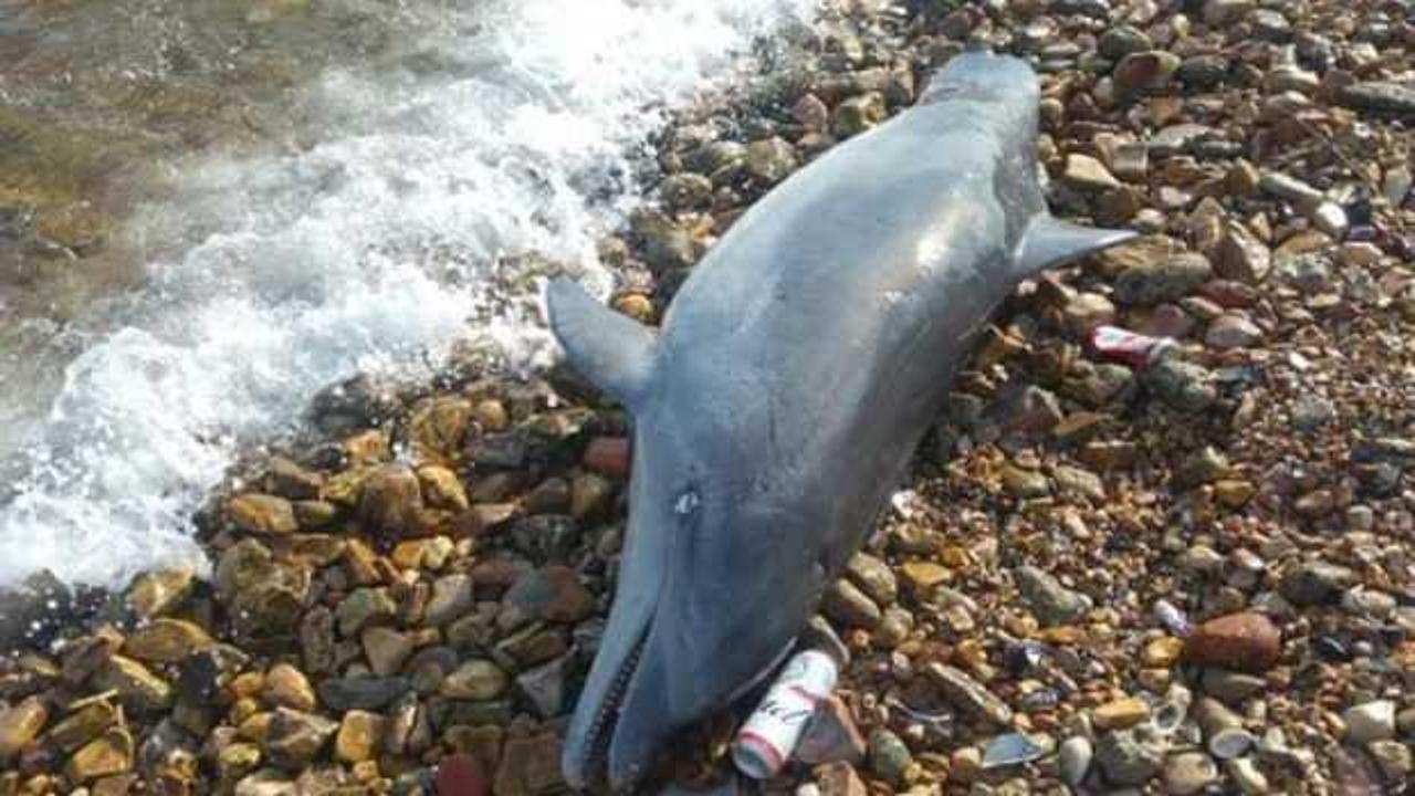Kuyruğu kesilmiş &ouml;l&uuml; yunus sahile vurdu!