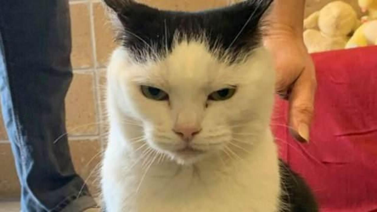'Öfkeli kedi' Perdita için 175 kişi sıraya girdi