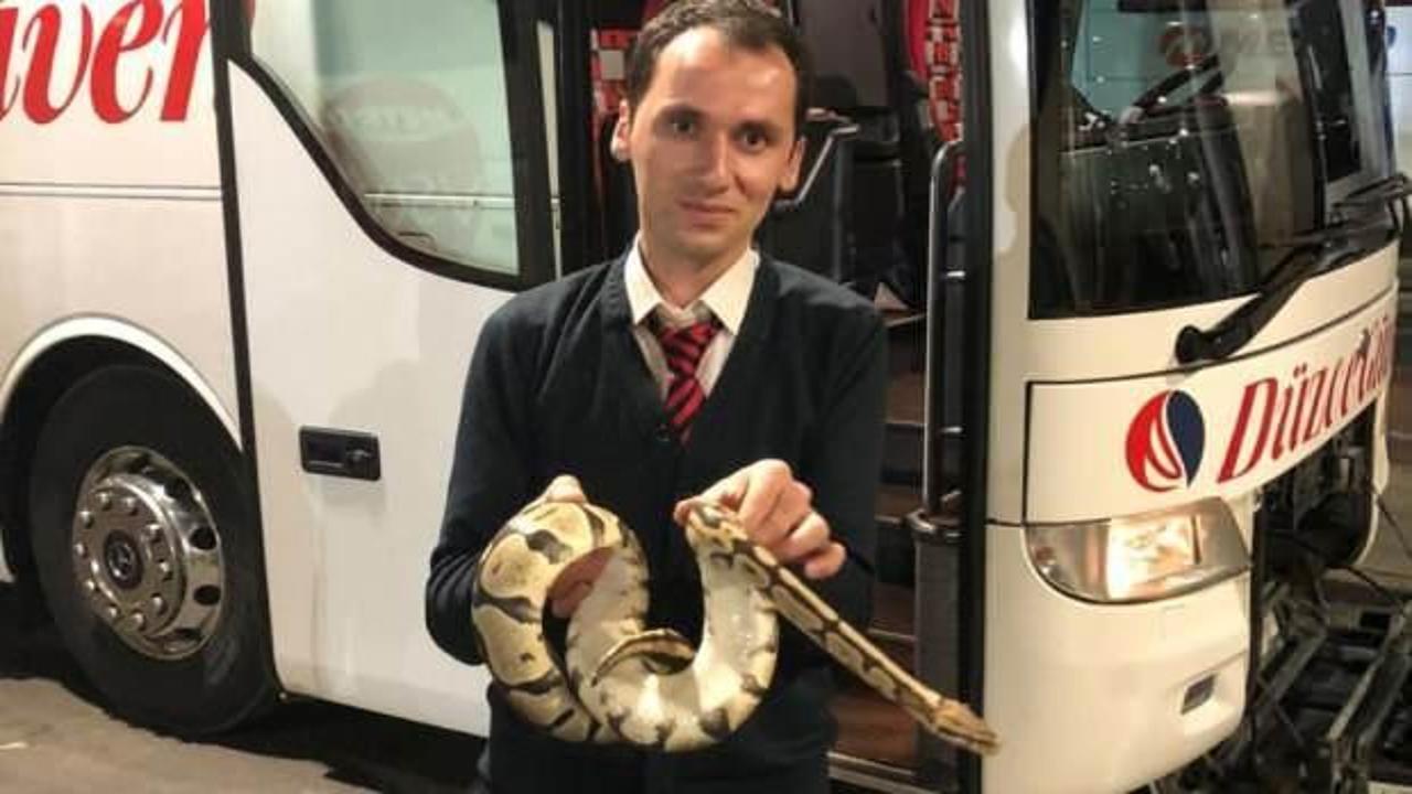 Yolcu otobüsünde piton yılanı paniği!