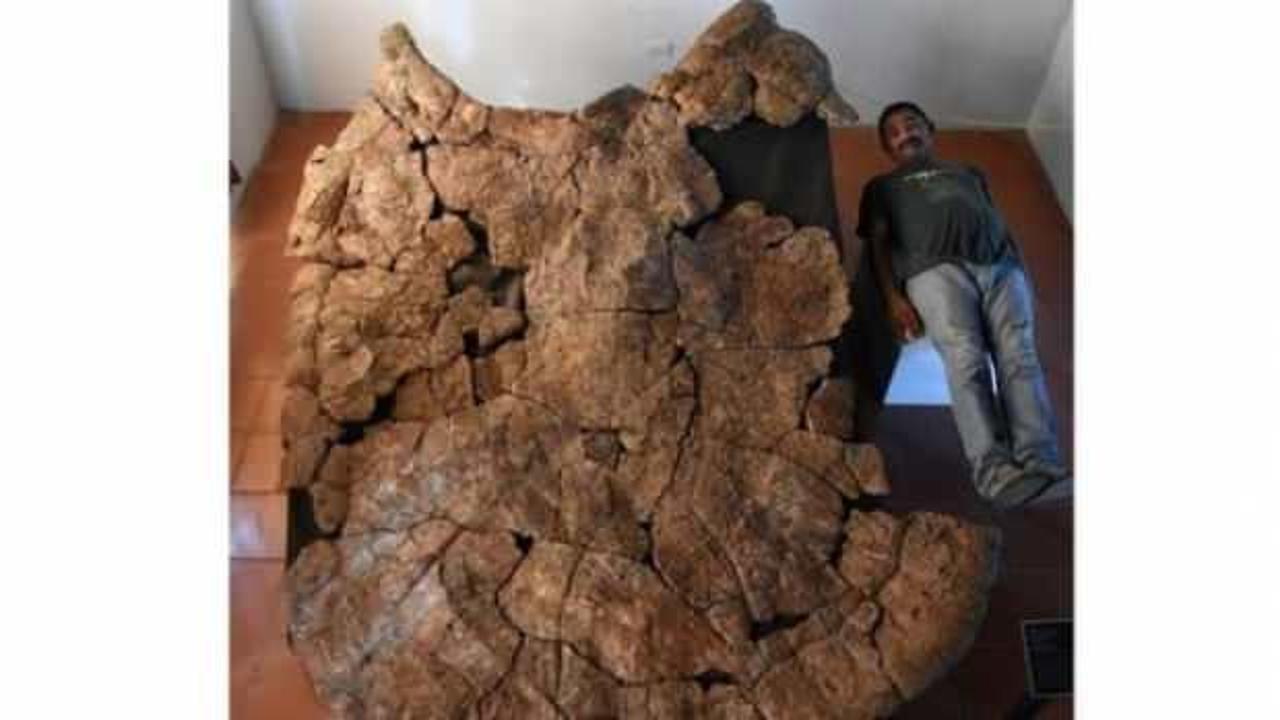 Araba büyüklüğünde kaplumbağa fosili bulundu