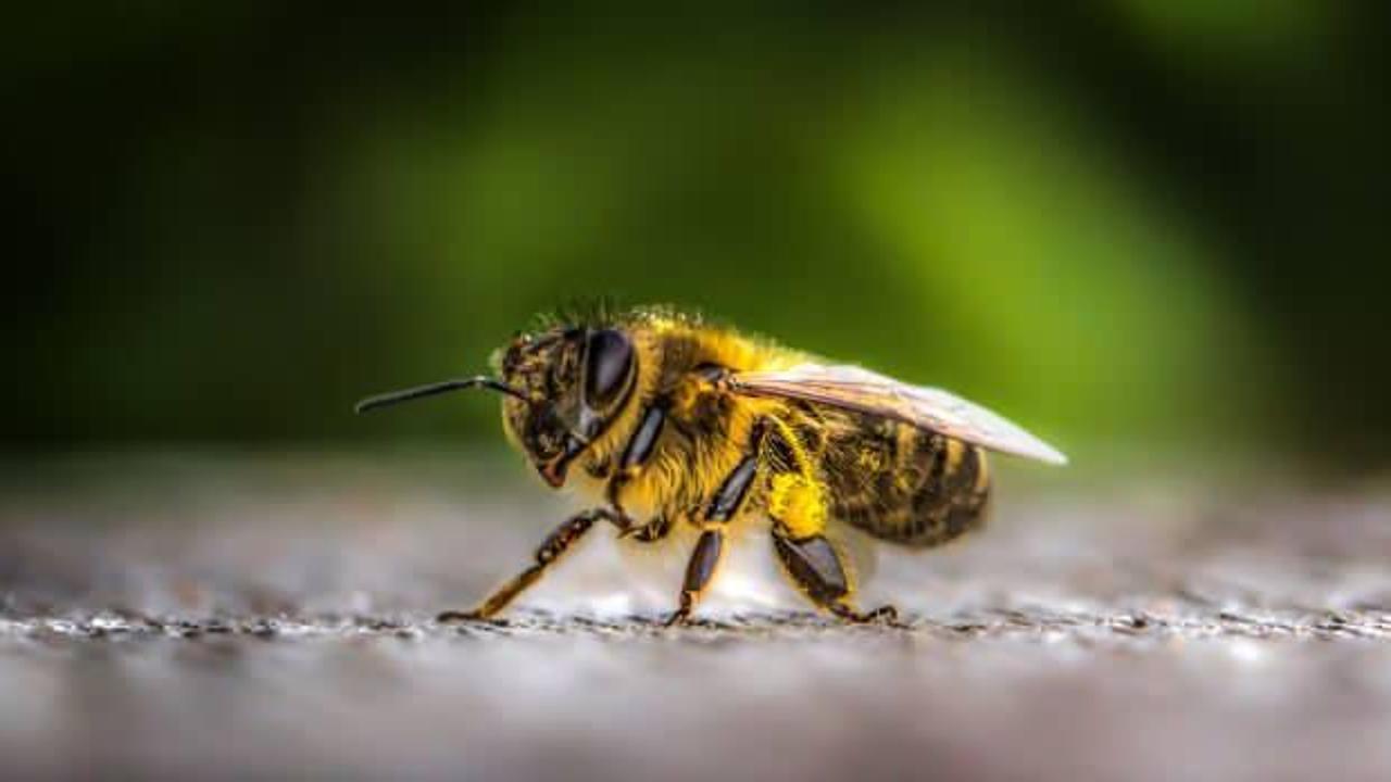 Bilim adamlarından korkutucu açıklama: Arıların kıyameti...